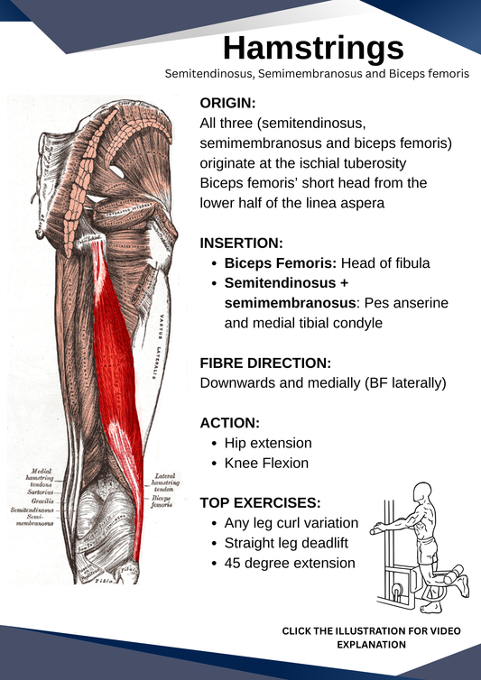 Human Muscular Anatomy - For students, medical professionals and lifters - Personal Use.