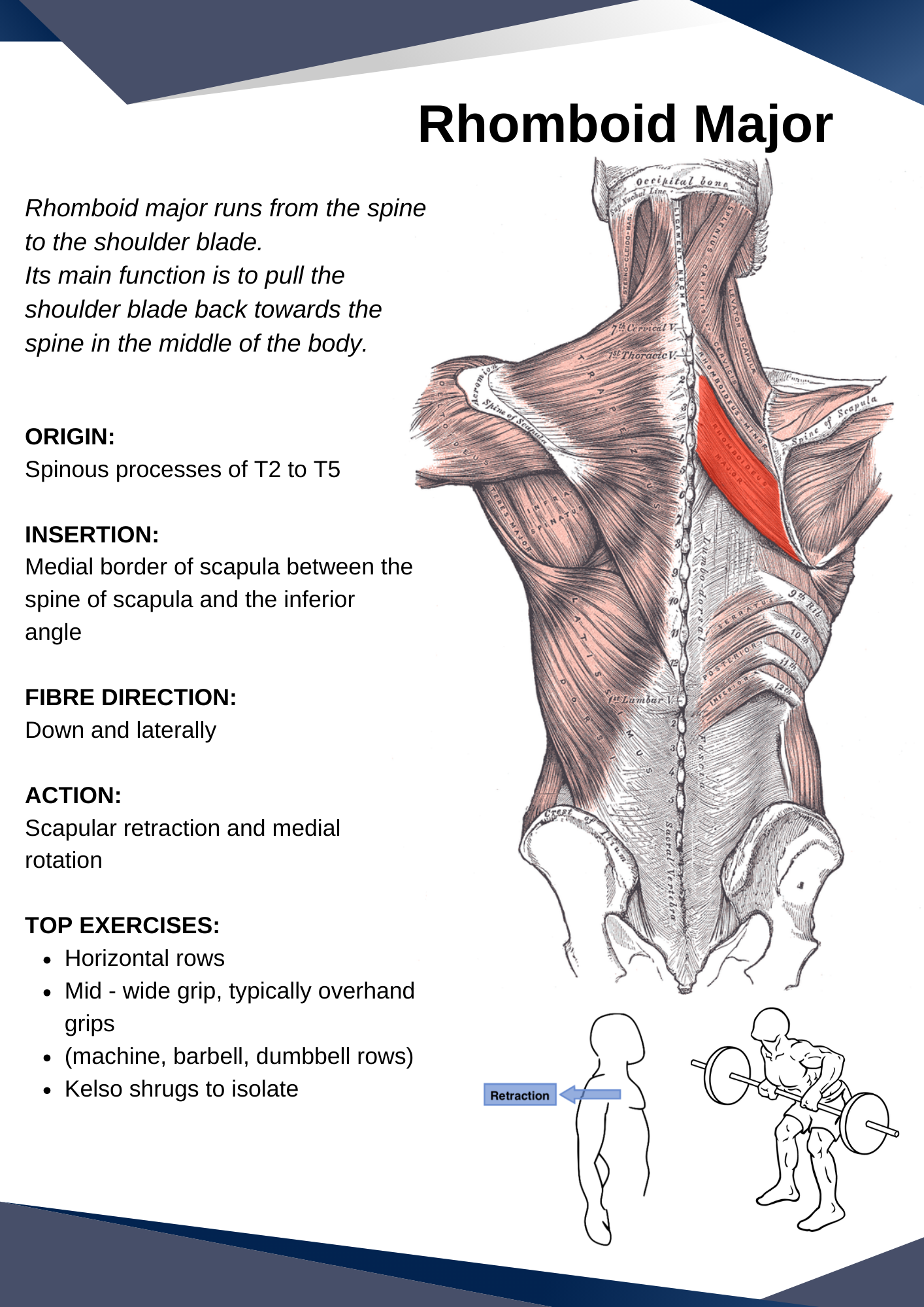 Human Muscular Anatomy and Lifting Biomechanics