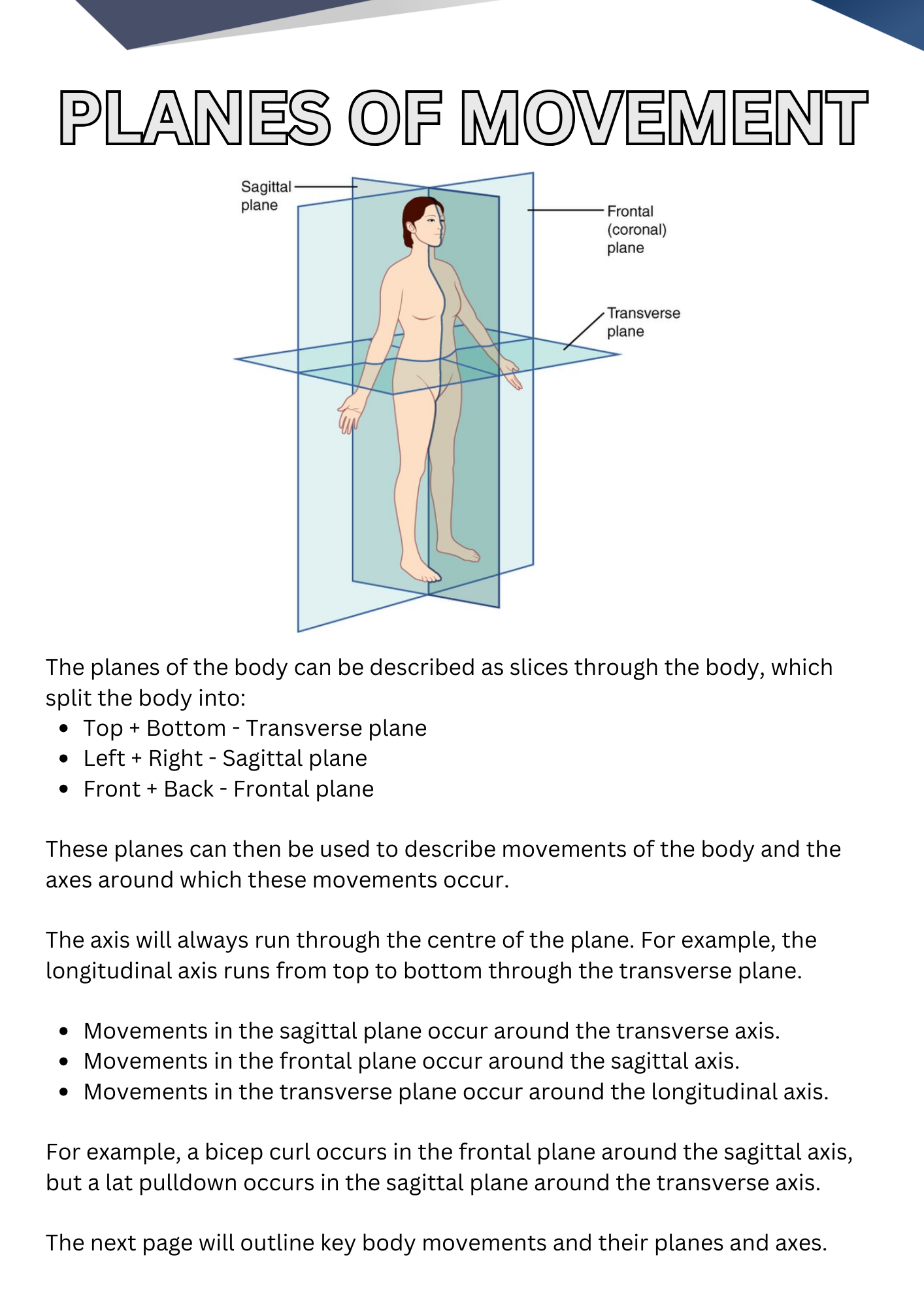 Human Muscular Anatomy and Lifting Biomechanics