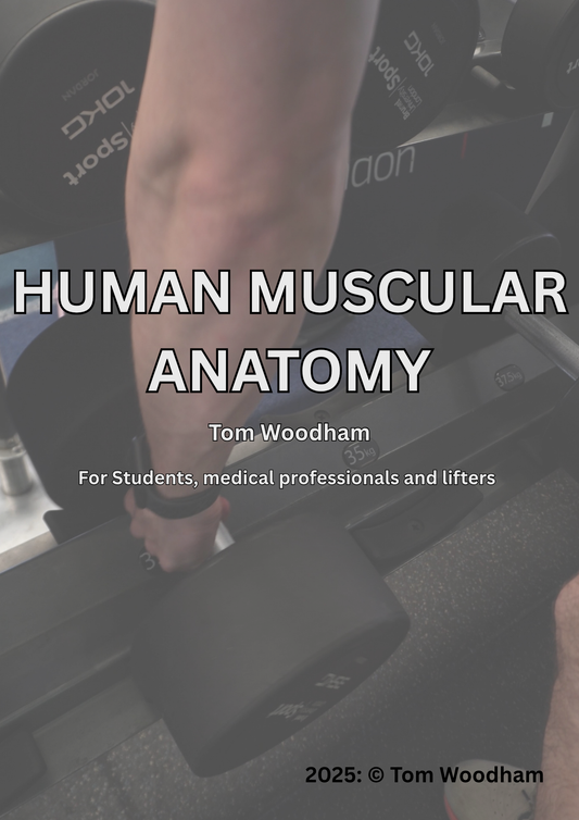 Human Muscular Anatomy - For students, medical professionals and lifters - Personal Use.