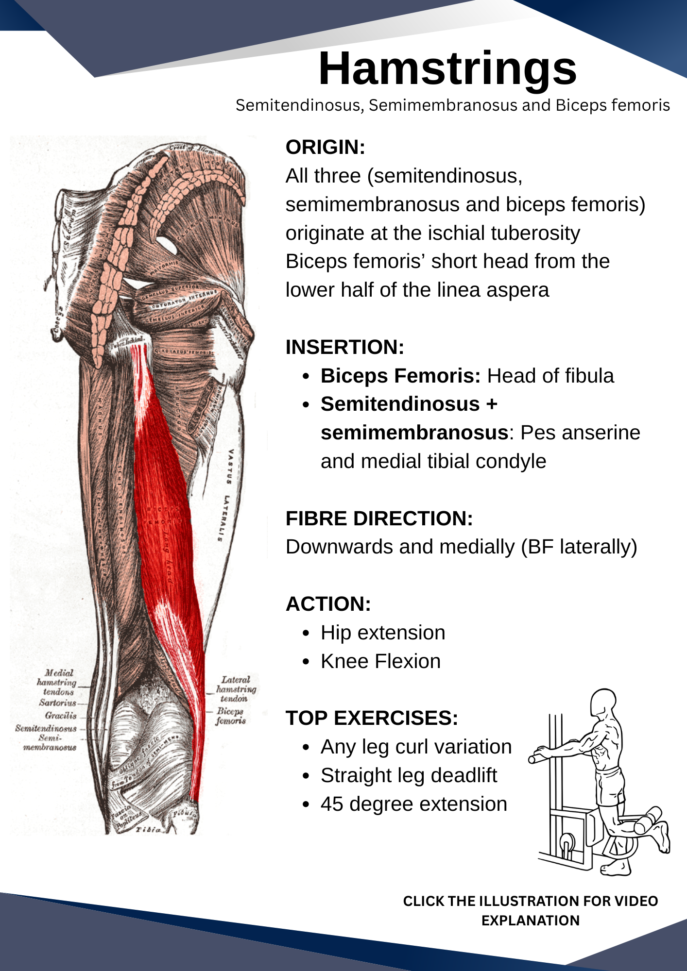Human Muscular Anatomy - For students, medical professionals and lifters - Personal Use.
