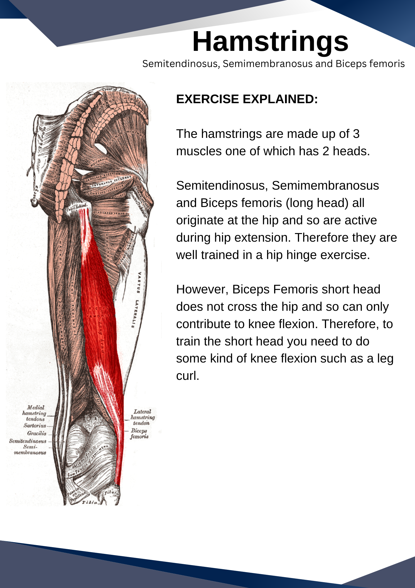 Human Muscular Anatomy - For students, medical professionals and lifters - Personal Use.