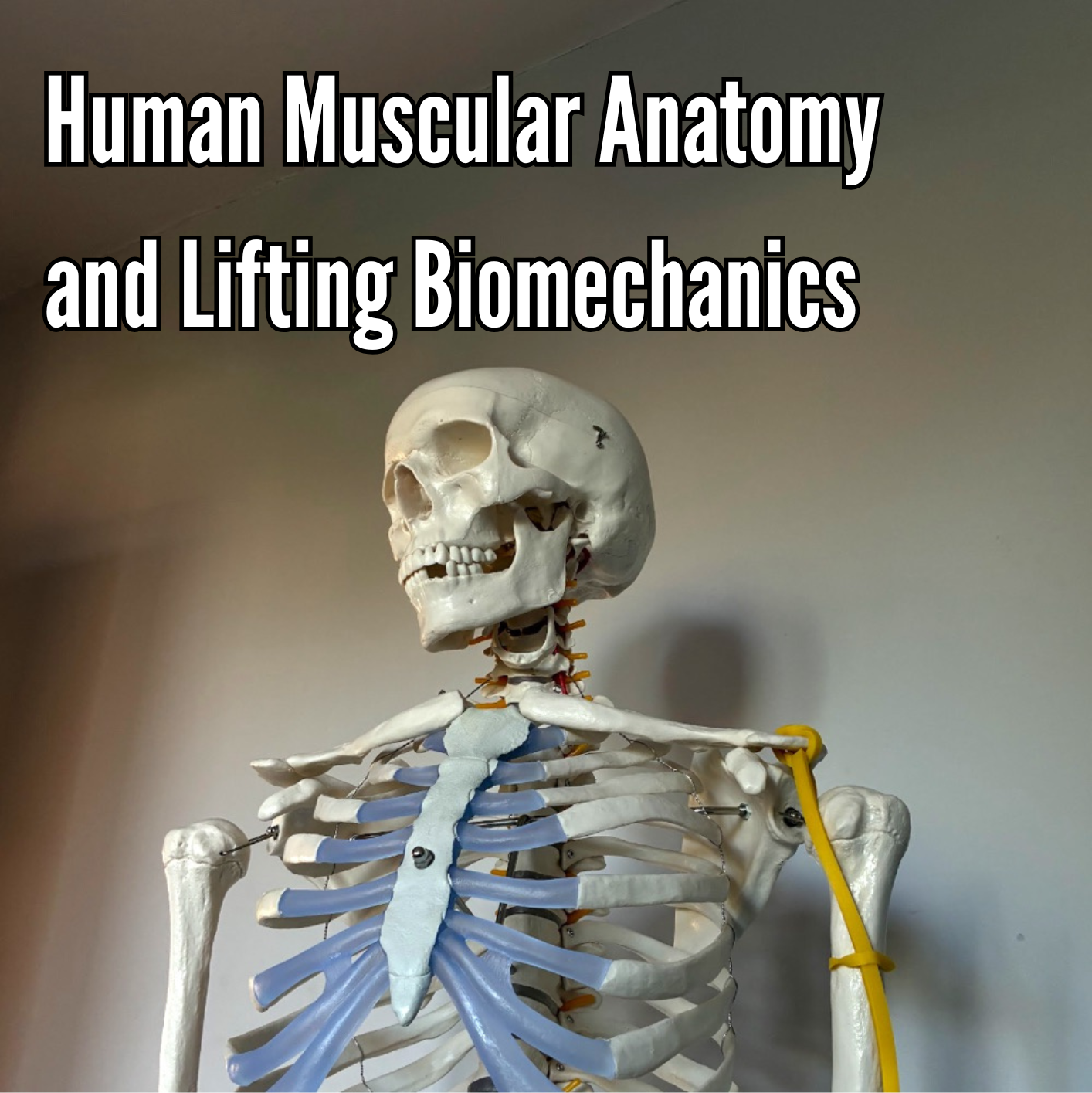 Human Muscular Anatomy and Lifting Biomechanics